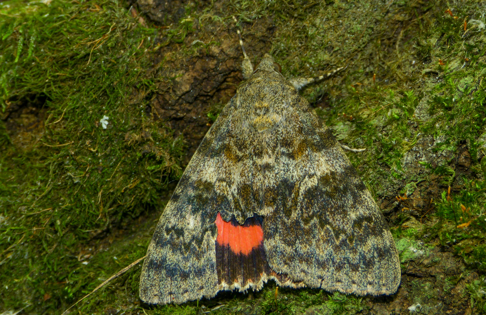 Catocala elocata - közönséges övesbagoly