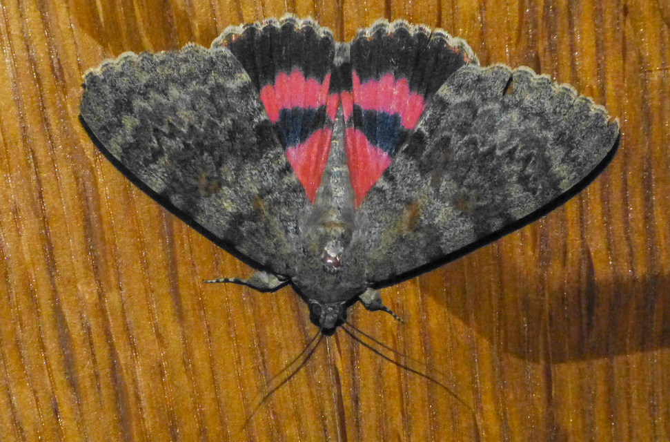 Catocala elocata - közönséges övesbagoly