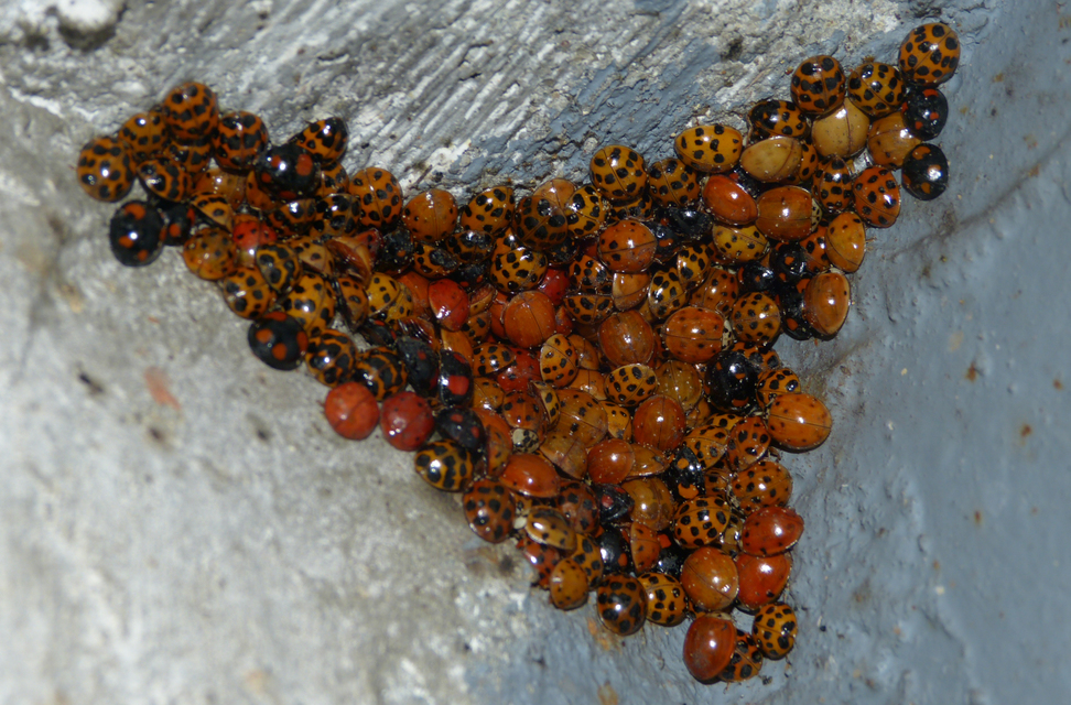 Harmonia axyridis - harlekinkatica
