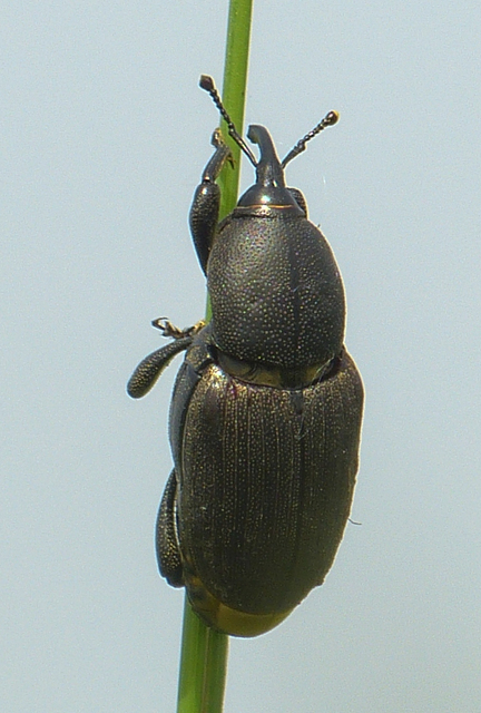 Sphenophorus abbreviatus - óriászsuzsok