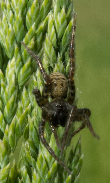 Arctosa leopardus