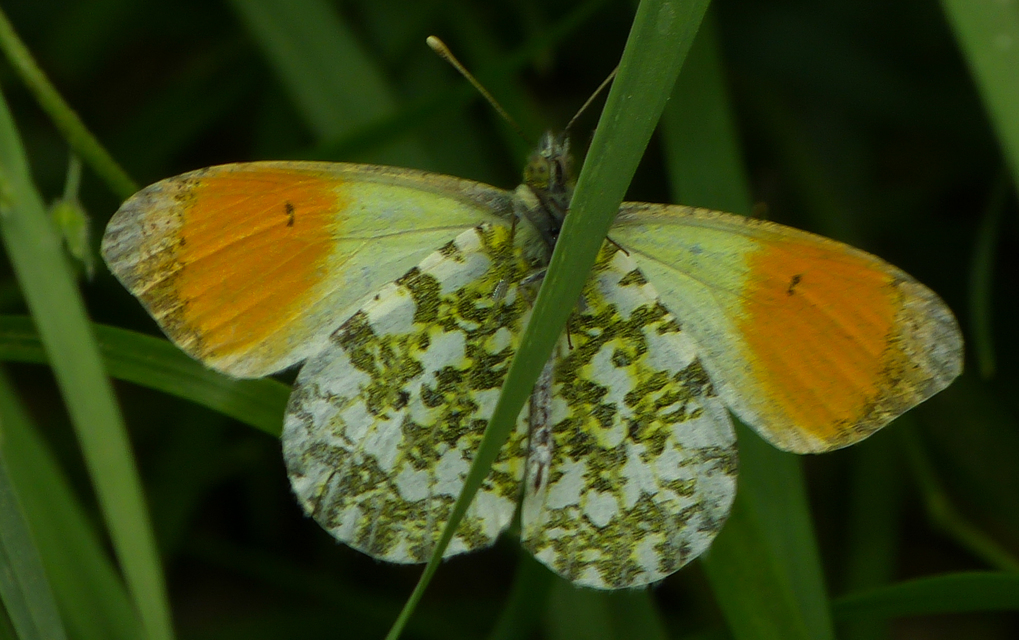 Anthocharis cardamines - hajnalpírlepke