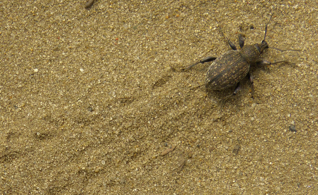 Otiorhynchus ligustici - vincellér-gyalogormányos