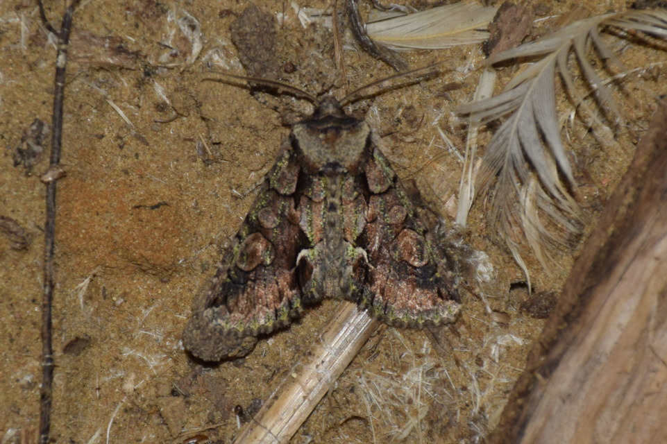 Allophyes oxyacanthae - galagonyabagoly