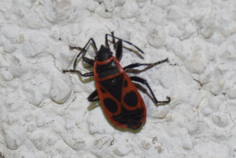 Pyrrhocoris apterus - verőköltő poloska