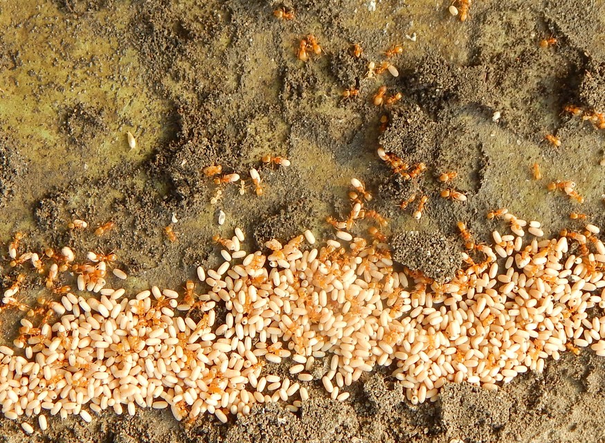 Lasius
