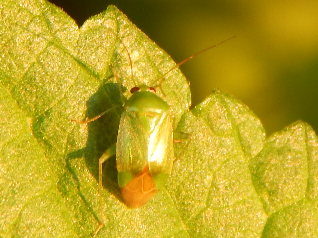 Apolygus spinolae