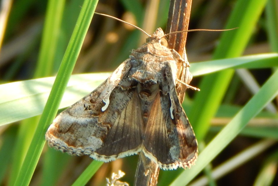 Autographa gamma - gammalepke