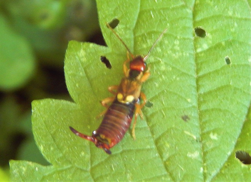 Forficula auricularia - közönséges fülbemászó
