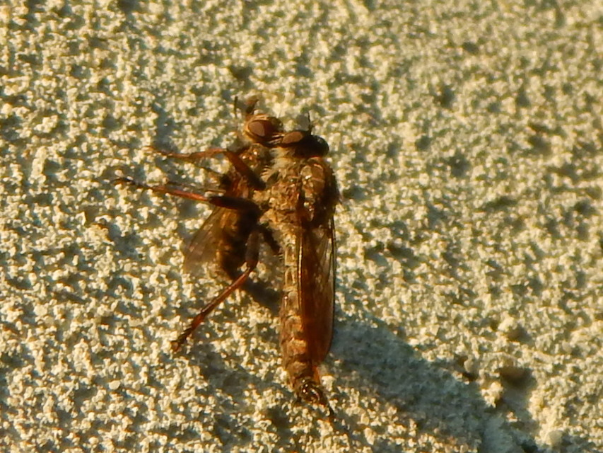 Asilidae - rablólégyfélék