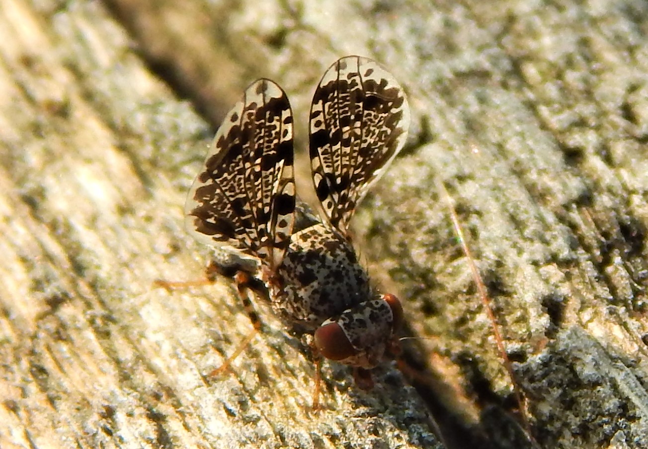 Callopistromyia annulipes - pávalégy
