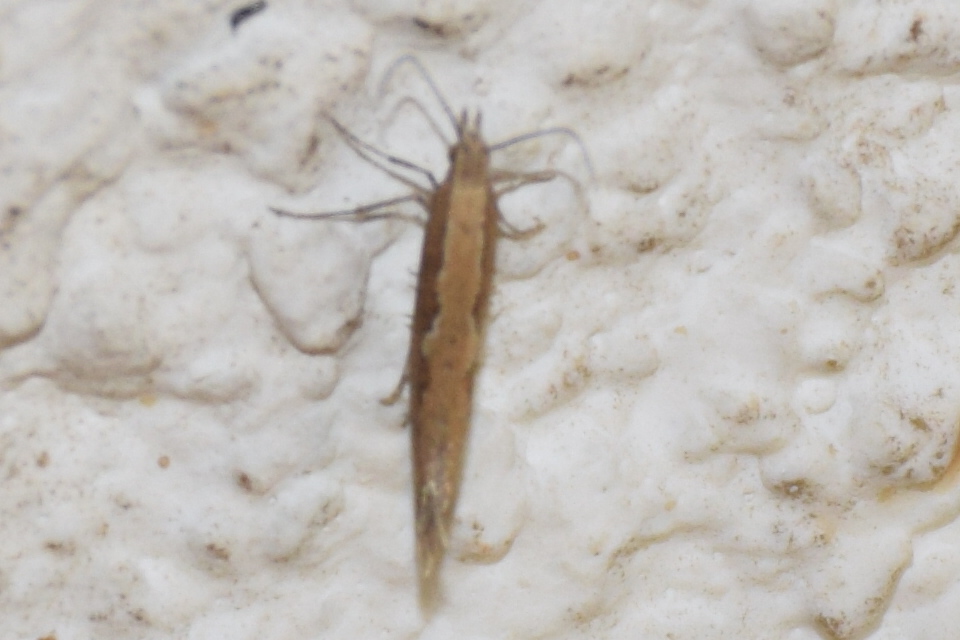 Plutella xylostella - káposztamoly