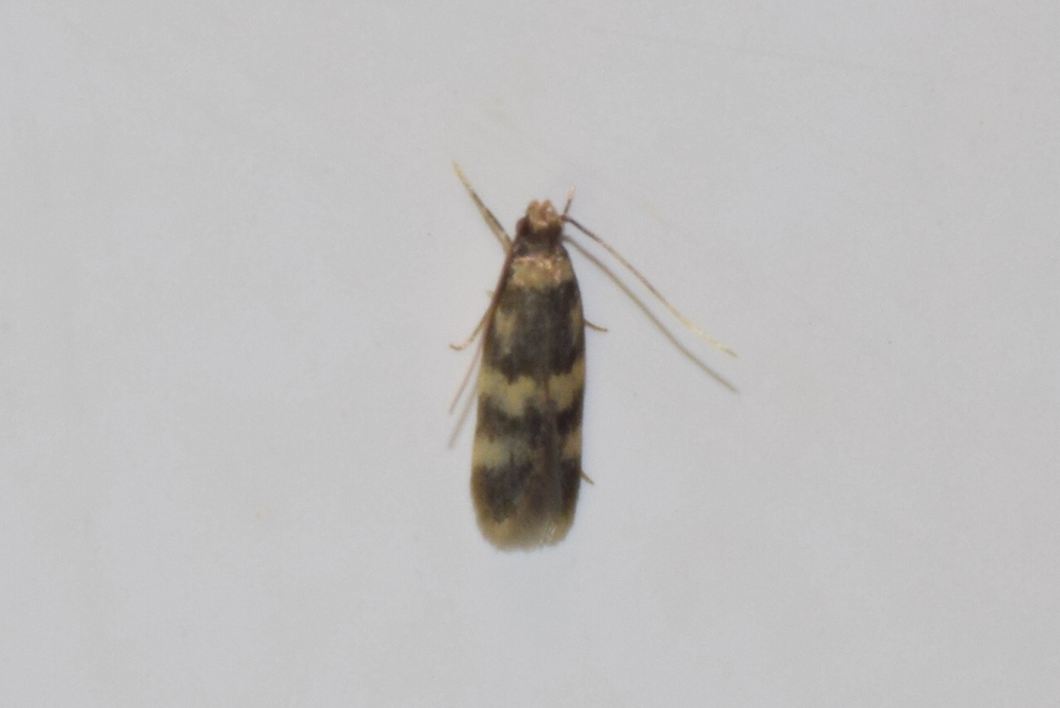 Oegoconia