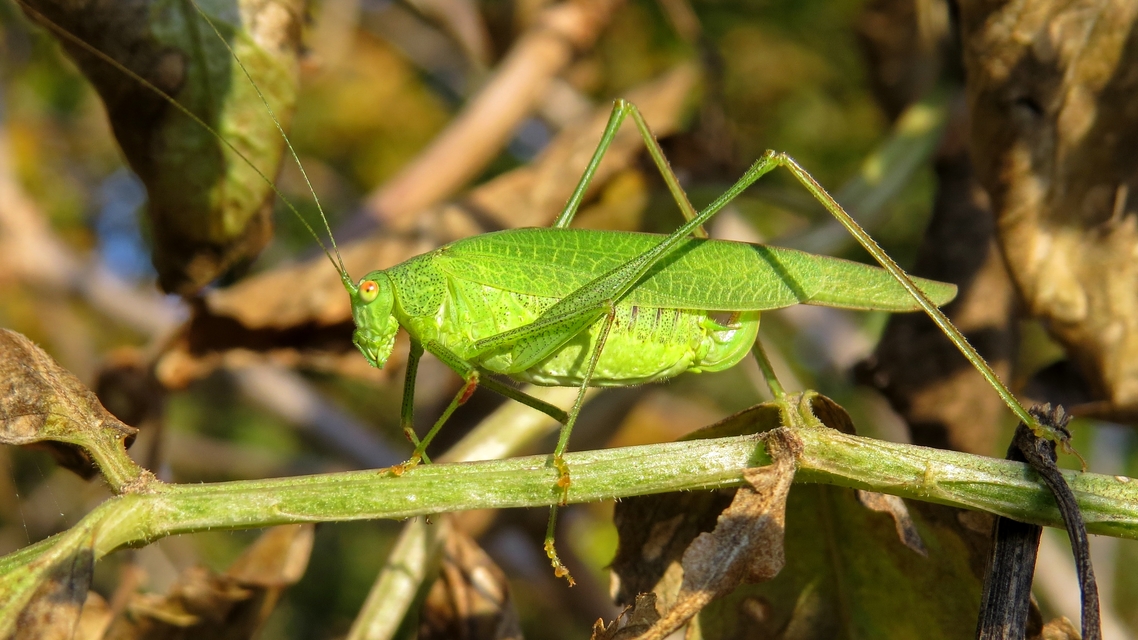Phaneroptera nana - pontozott repülőszöcske