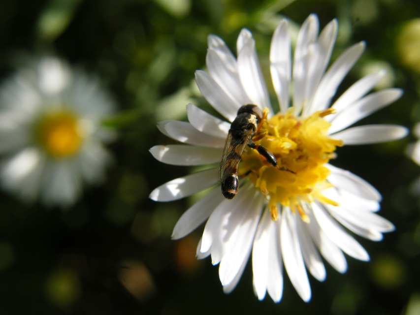 Syritta pipiens - zizegő comboslégy