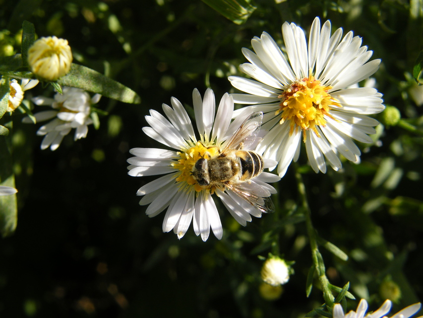 Eristalis arbustorum - fehérarcú herelégy
