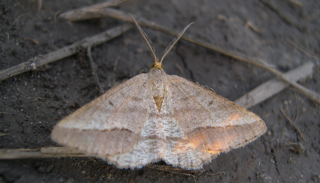 Tephrina arenacearia - lucerna-araszoló
