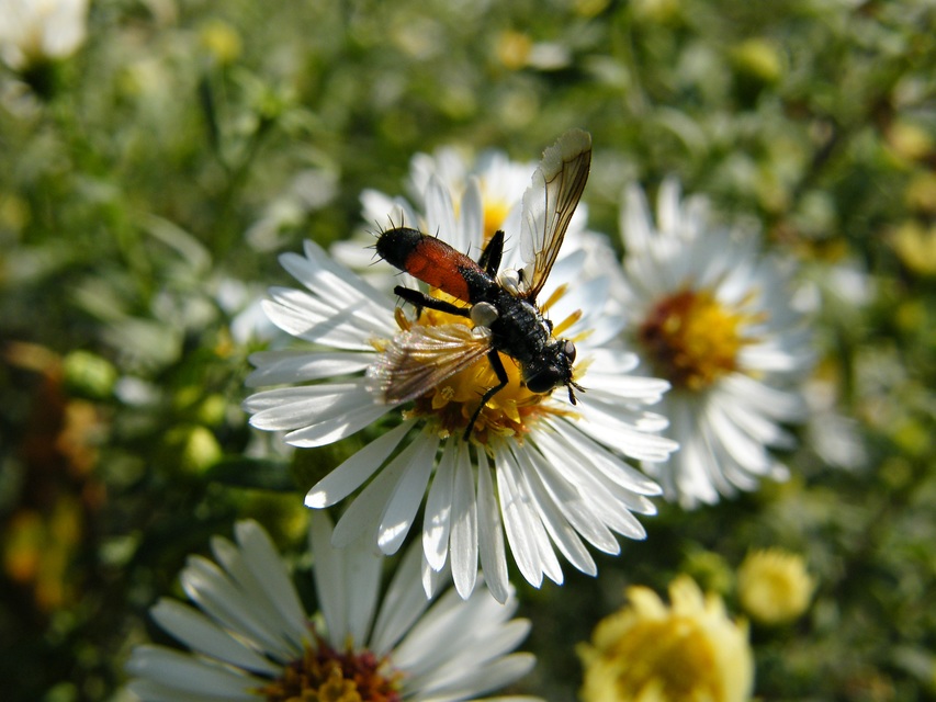 Cylindromyia