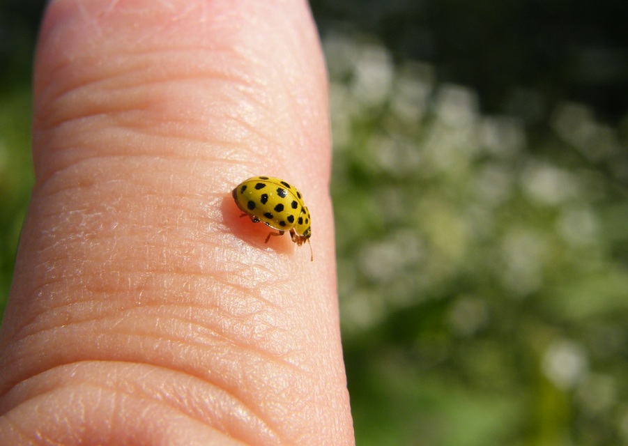 Psyllobora vigintiduopunctata - huszonkétpettyes katica
