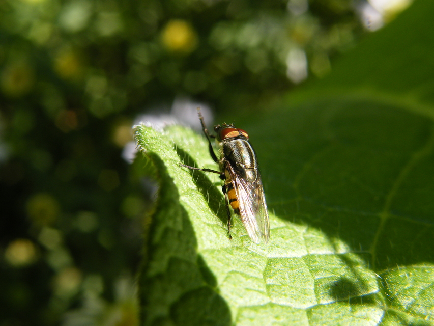 Stomorhina lunata - sáskaparazita légy