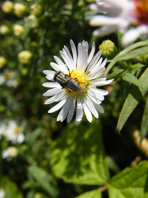 Stomorhina lunata - sáskaparazita légy