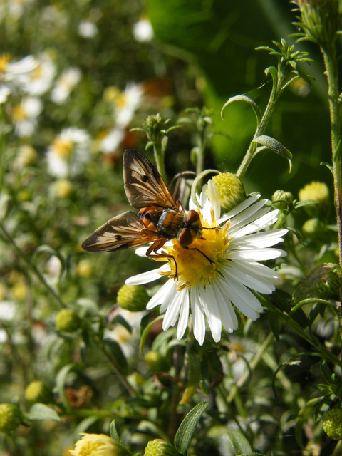 Ectophasia crassipennis - szélespotrohú poloskafürkész