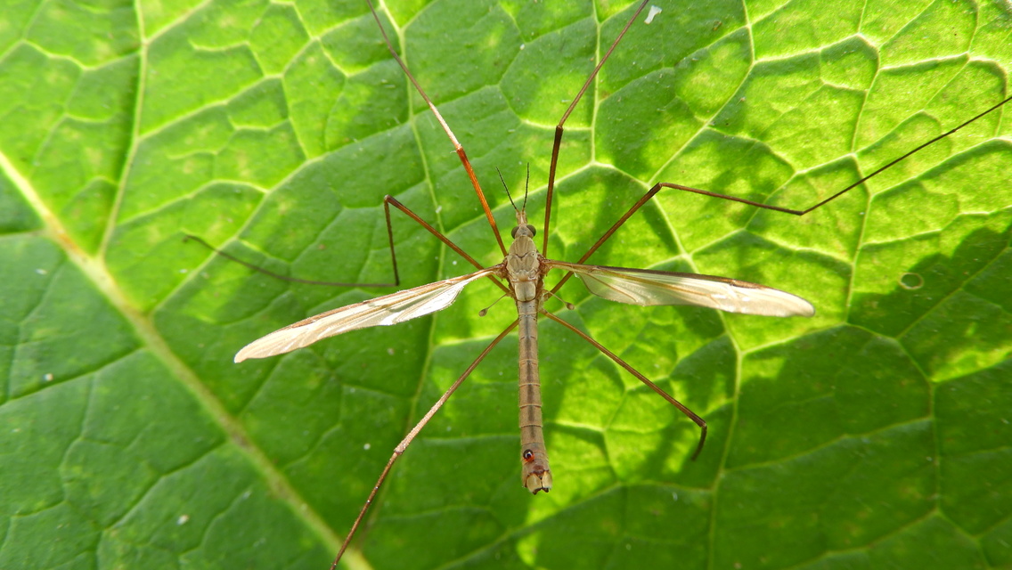 Tipula