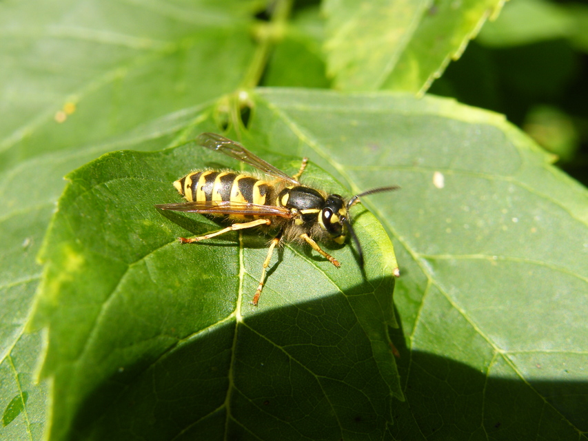 Vespula vulgaris - kecskedarázs