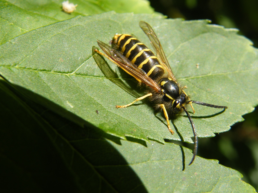Vespula vulgaris - kecskedarázs