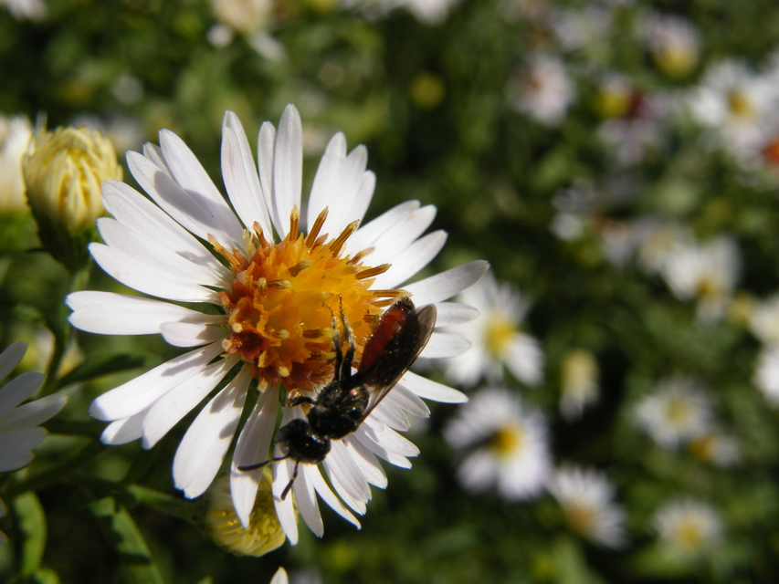 Sphecodes