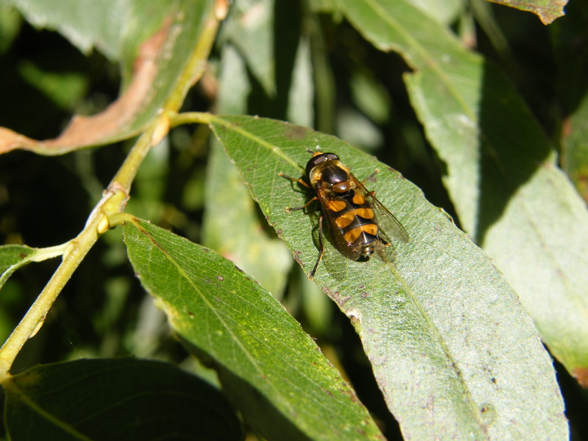 Didea fasciata - sárgafoltos lapospotrohúlégy