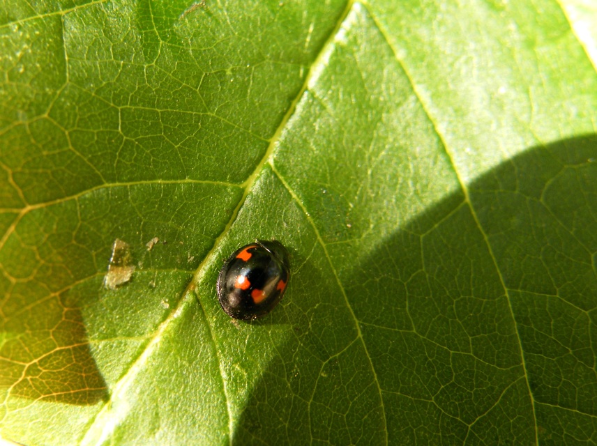 Exochomus quadripustulatus - négyfoltos szerecsenkata
