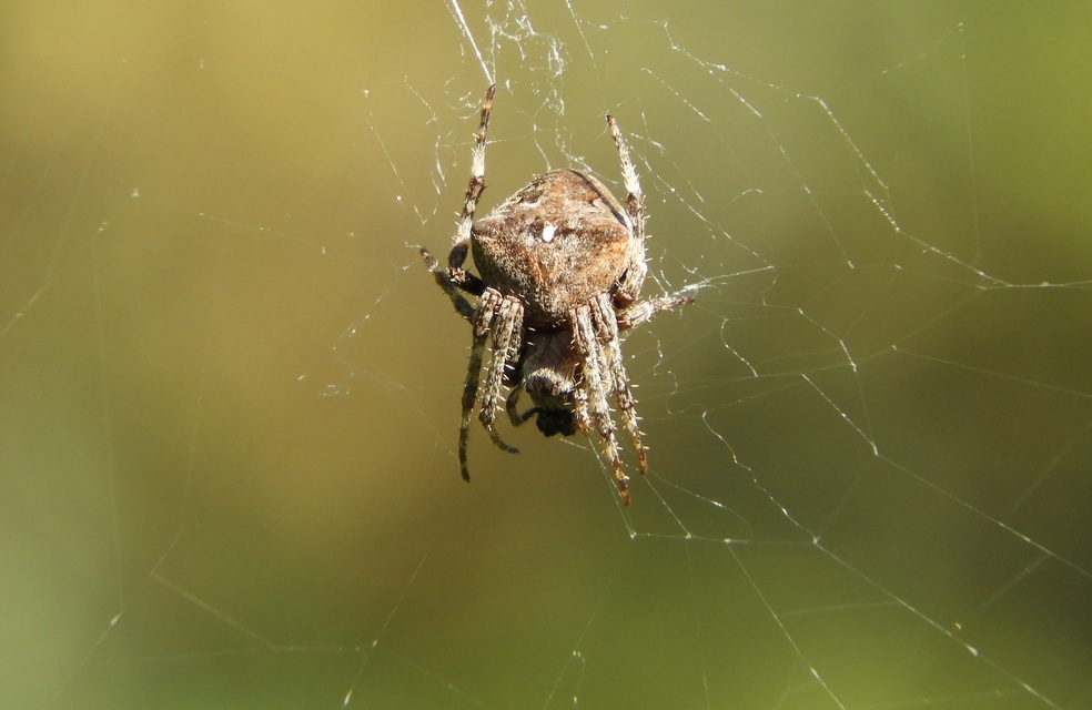 Araneus angulatus - vállas keresztespók