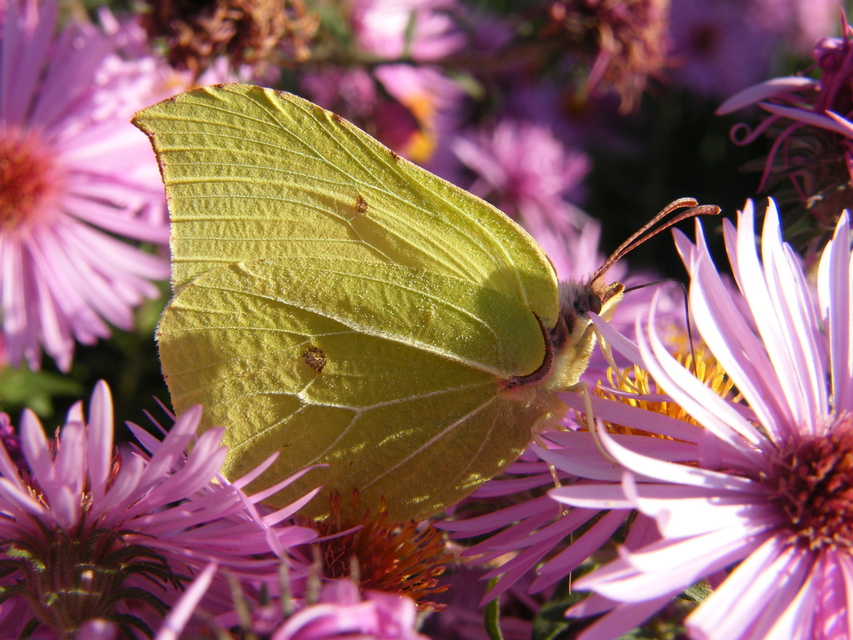 Gonepteryx rhamni - citromlepke