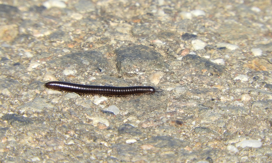 Diplopoda - Ikerszelvényesek