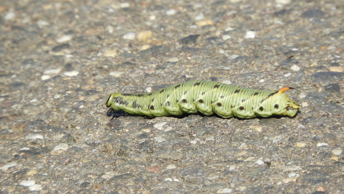 Agrius convolvuli - szulákszender