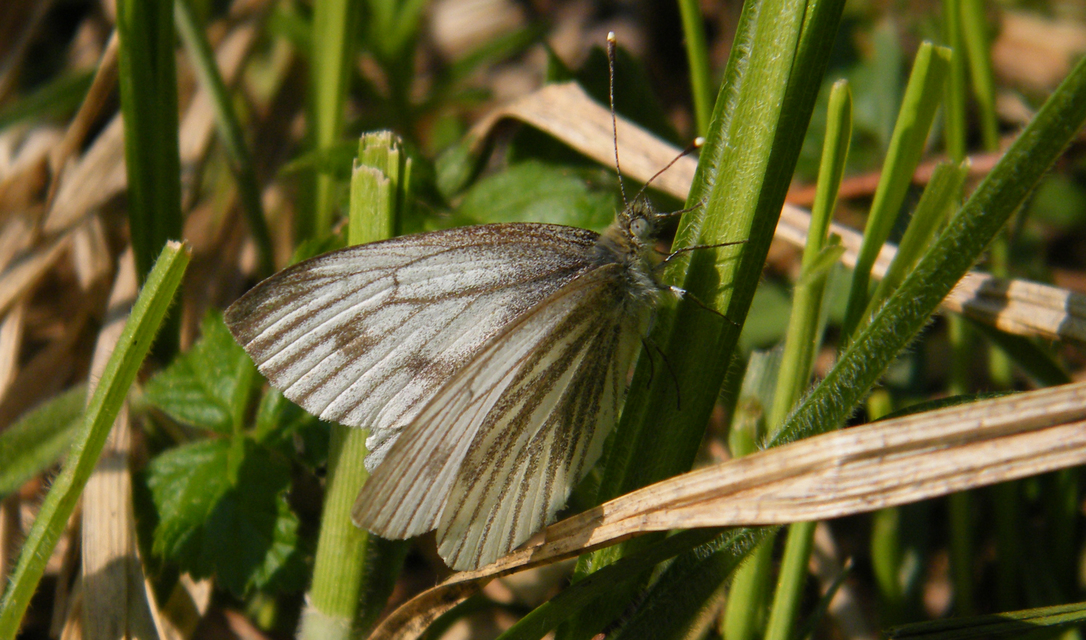 Pieris napi - repcelepke
