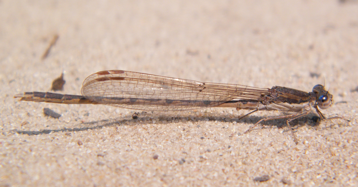 Sympecma fusca - téli rablószitakötő