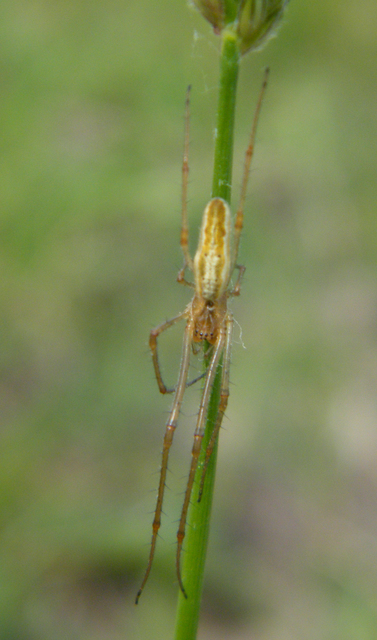 Tetragnatha