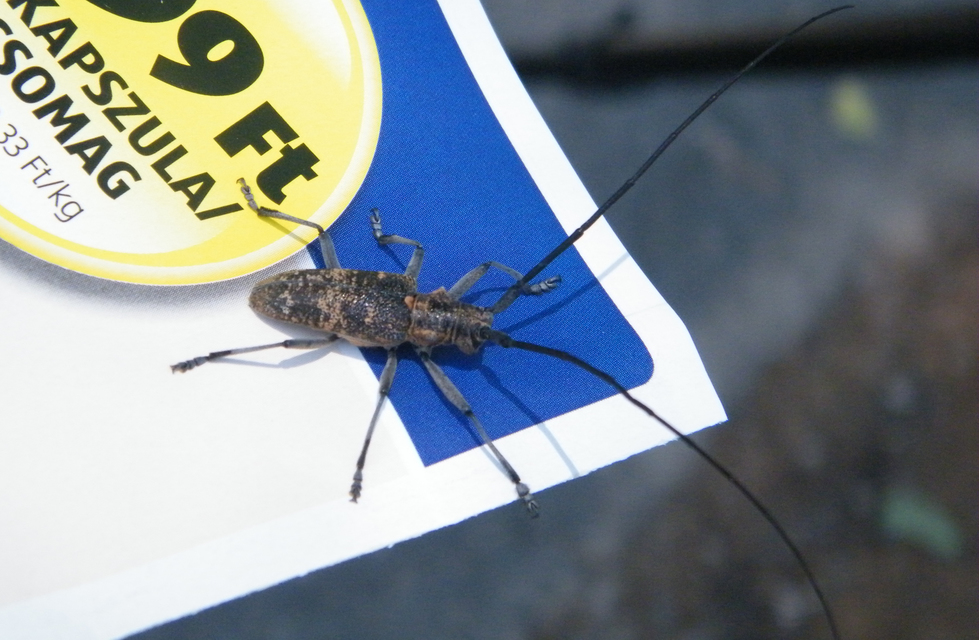 Monochamus galloprovincialis pistor - foltos fenyvescincér