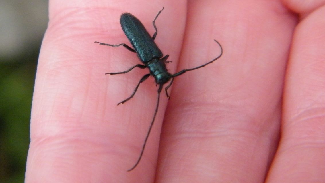 Agapanthia violacea - kék somkórócincér