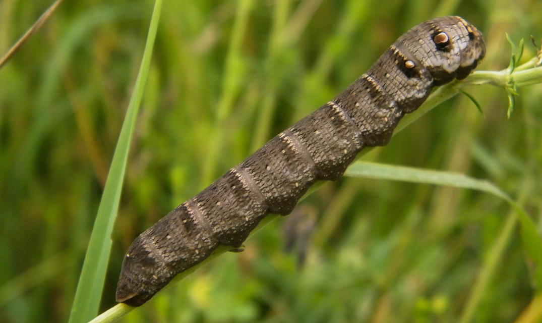Deilephila porcellus - piros szender