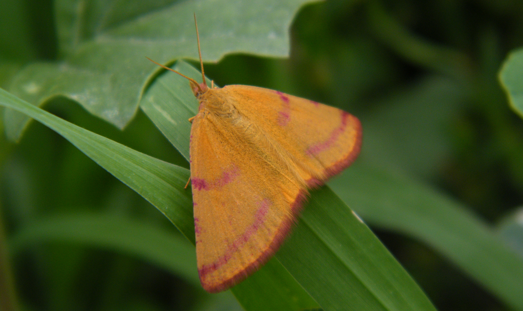 Lythria purpuraria - bíborsávos araszoló