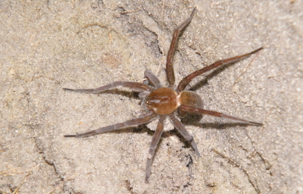 Dolomedes plantarius - parti vidrapók