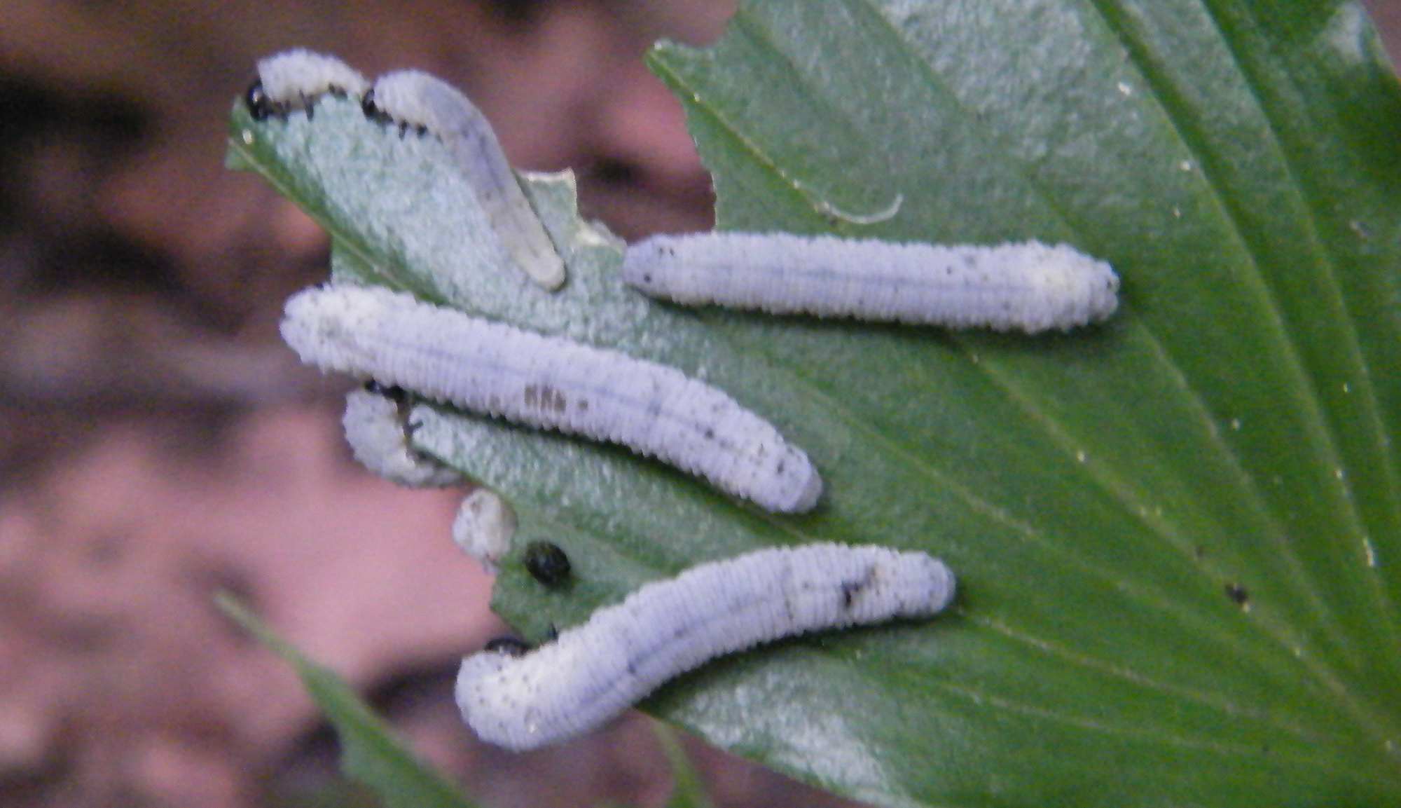 Phymatocera aterrima
