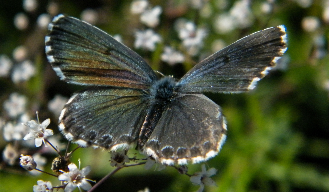 Scolitantides orion - szemes boglárka