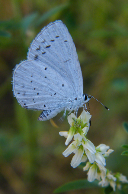 Celastrina argiolus - bengeboglárka