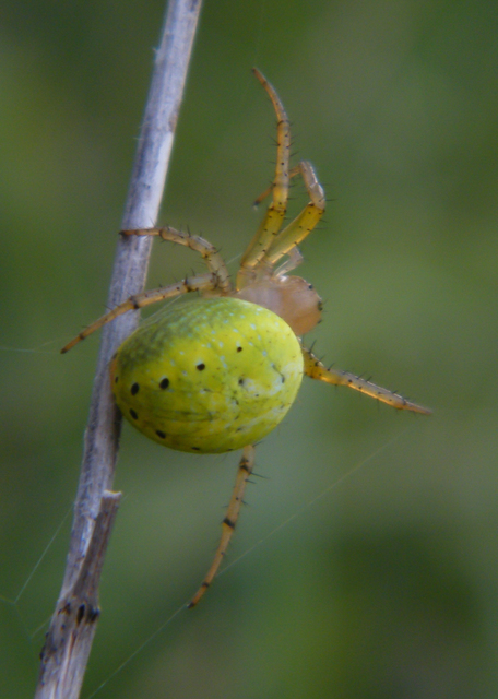 Araniella