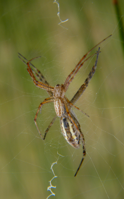 Argiope bruennichi - darázspók