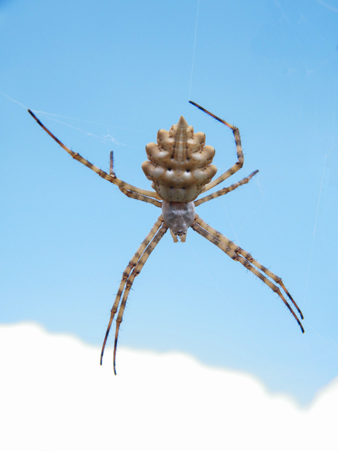 Argiope lobata - karéjos keresztespók